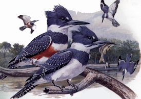 Belted Kingfisher