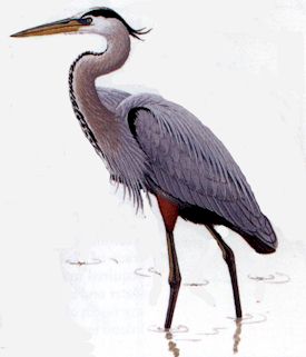 Great Blue Heron