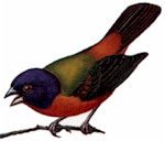 Painted Bunting