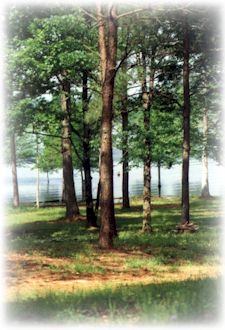 Enjoy the splendor of nature on Toledo Bend Lake at Beans VIP Campground