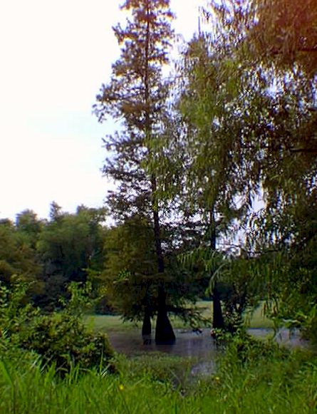 Swampy area with large Cypress