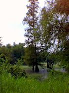 Swampy area with large Cypress