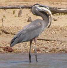 Fisherman's Village at Toledo Bend Lake