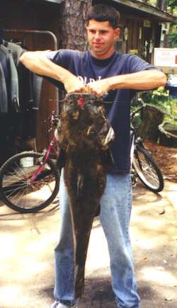 40+ pound Opp taken with speargun