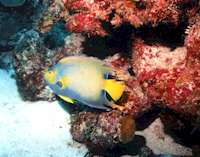 Queen Angelfish