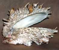 Spiny oyster